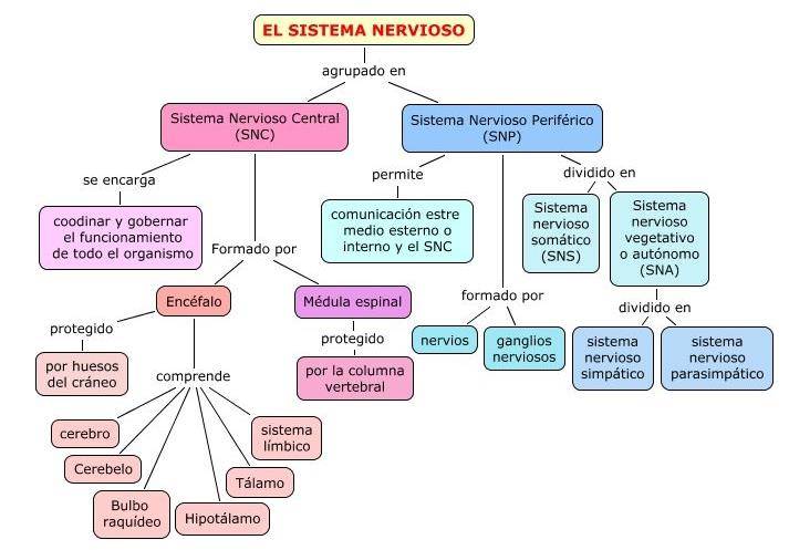 Ejemplo de Cuadro sinóptico del sistema nervioso
